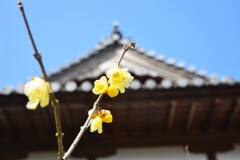 春よ来い早く来い　➂。。。！