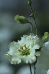 夏花彩色　①。。。！