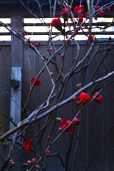 赤の情念　⑤。。。！