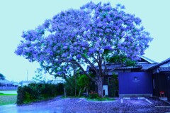 ジャカランダの咲く家　①。。。！