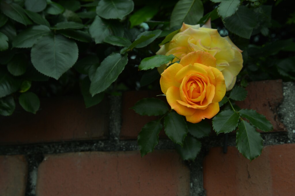 薔薇に埋もれる家　⑦。。。！
