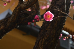 早春の香り　④。。。！