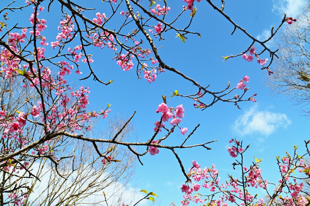 春の伝道師　①。。。！