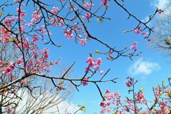 春の伝道師　①。。。！