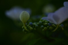 光と影と紫陽花　⑥。。。！
