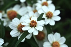夏に咲く　➂。。。！