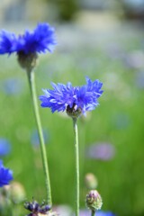 野に咲く花のように　⑤。。。！