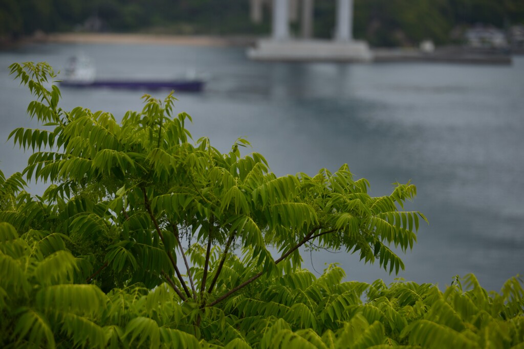 みどり目に染みる海峡　➂。。。！