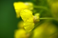 朝露に春を待つ　②。。。！
