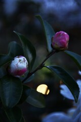 悲しげに白椿　②。。。！