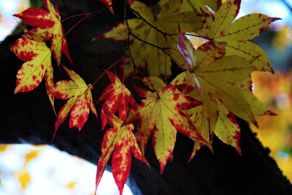 紅葉と美の風景　①。。。！
