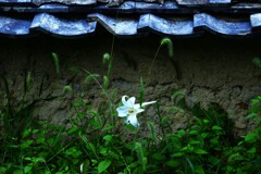 秋愁の一輪の花　。。。！