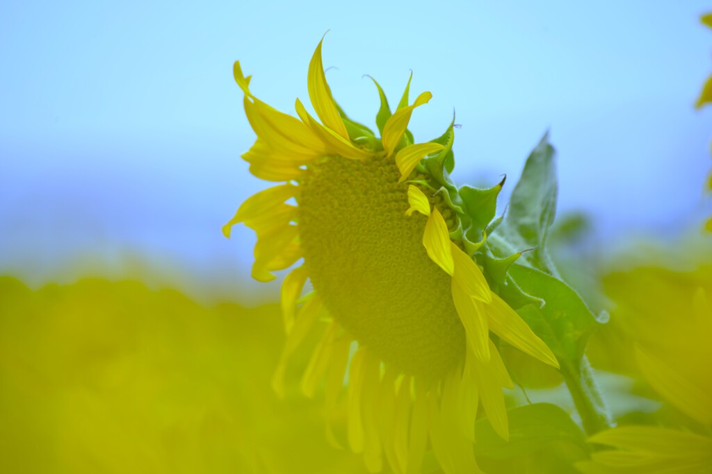 この夏．．ひまわりの詩　➂。。。！