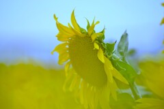 この夏．．ひまわりの詩　➂。。。！