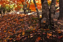 やさしい秋の陽と散紅葉　①。。。！