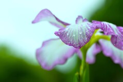 六月雨の花たちへ　➂。。。！