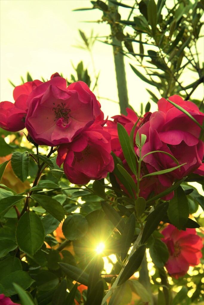 薔薇に埋もれる家　④。。。！