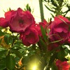 薔薇に埋もれる家　④。。。！
