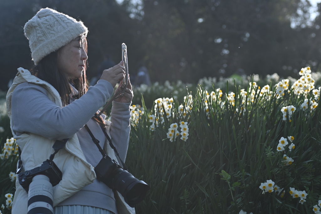 カメラ女子と水仙の丘　➂。。。！