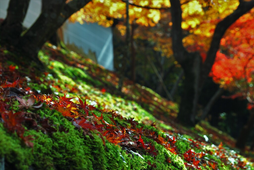 紅葉と美の風景　④。。。！