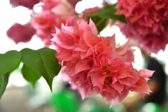 南国育ち　②。。。！