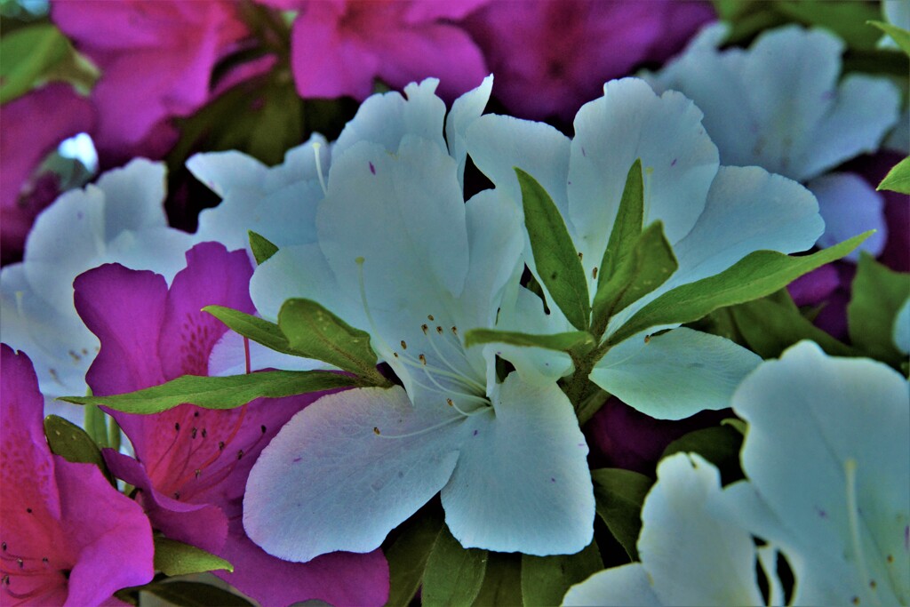 競い咲く　①。。。！