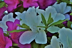 競い咲く　①。。。！