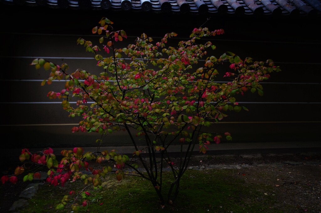 闇に色を指す　③。。。！