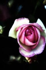 妖艶な薔薇。。。！