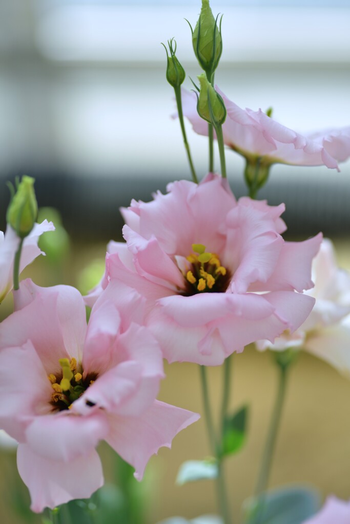 夏花彩色　➂。。。！