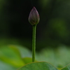 千年蓮．．しばらくお待ちください。　①。。。！