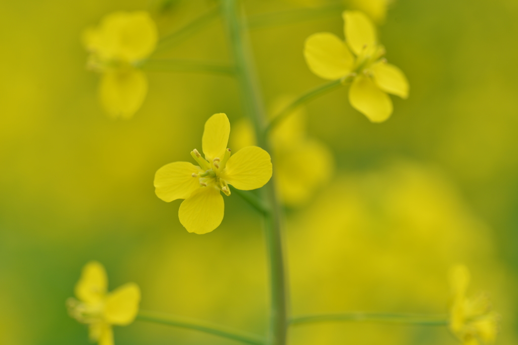 春一番．．菜の花　①。。。！