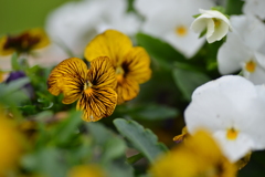 小さな公園　⑥。。。！