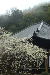 雨の大宝寺　➂。。。！