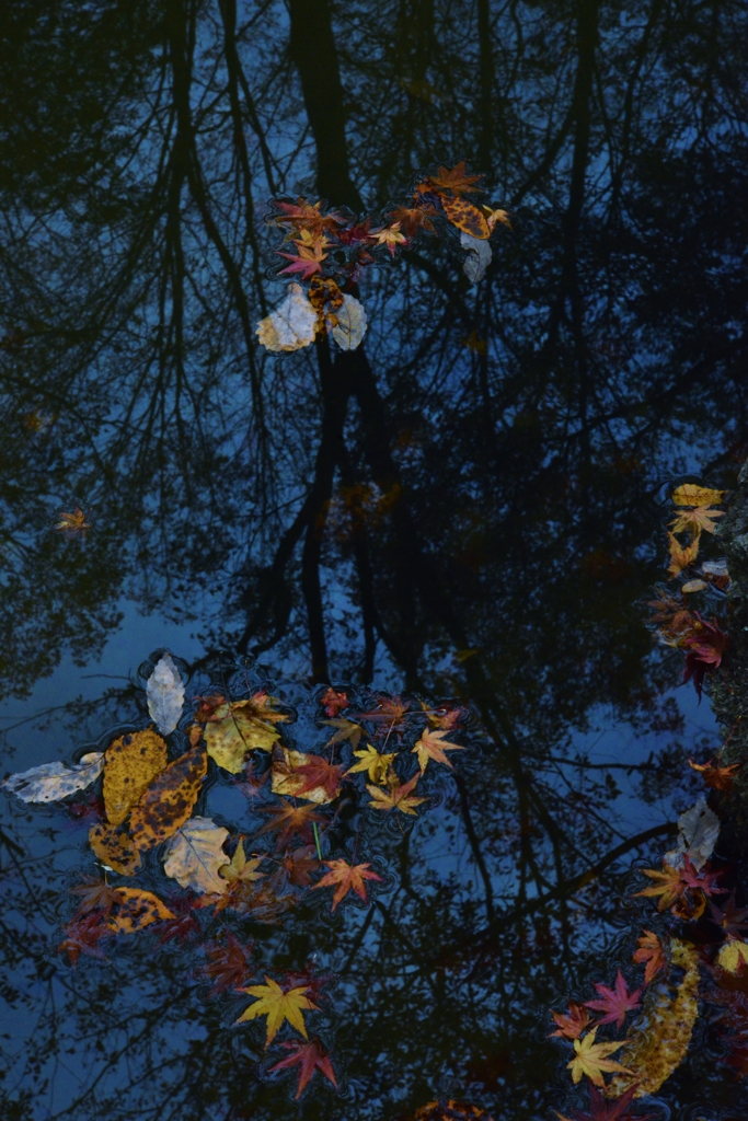 晩秋の水面。。。！