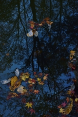 晩秋の水面。。。！