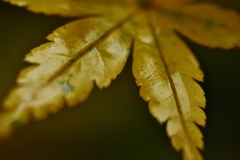 黄金に輝く。。。！