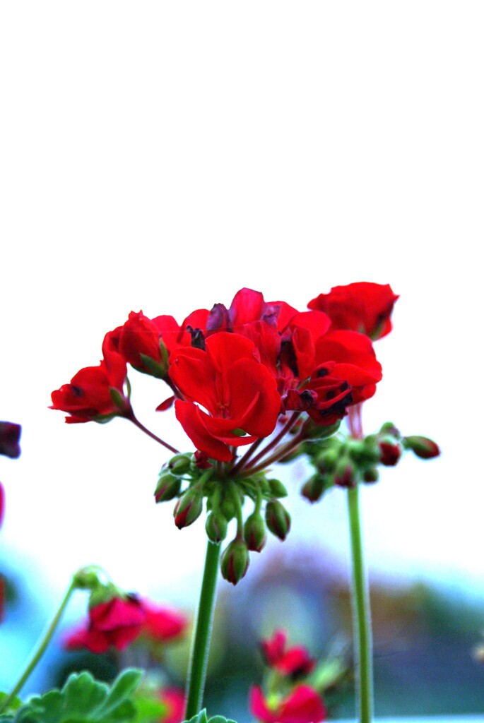 あの日．．咲く花　➂。。。！