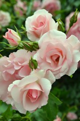 華麗な秋薔薇の日々　④。。。！