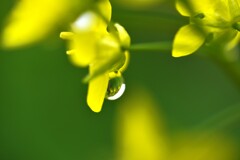 朝露に春を待つ　①。。。！