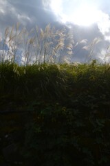 一瞬の美しさ　①。。。！