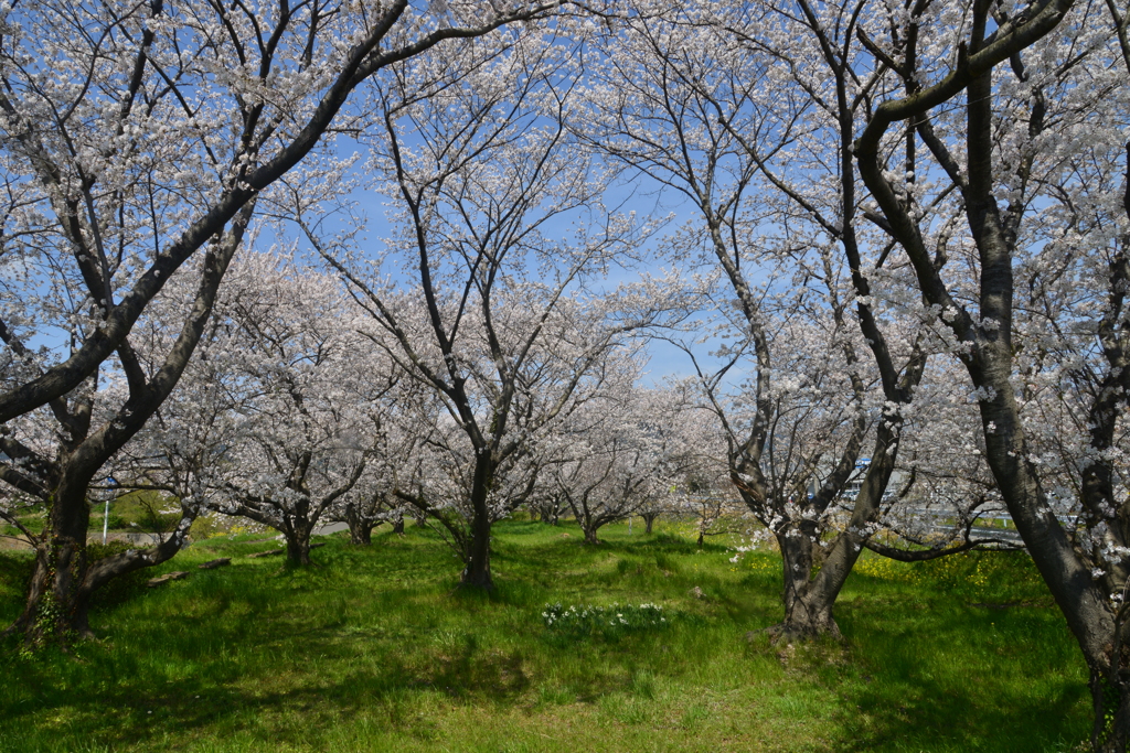 故郷…　山河　…春　➂。。。！