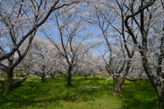 故郷…　山河　…春　➂。。。！
