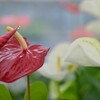 紅白咲き合戦　①。。。！