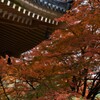 六角堂の紅葉　①　。。。！
