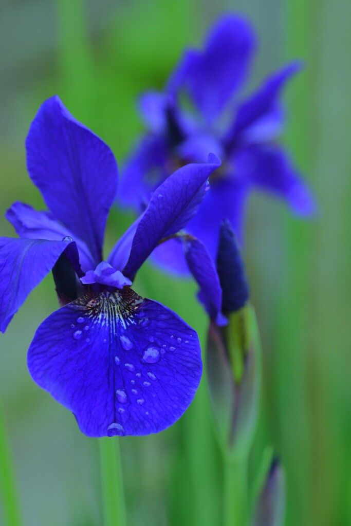 菖蒲．．蒼い真珠　④。。。！