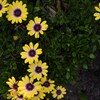野に咲く花のように　②。。。！
