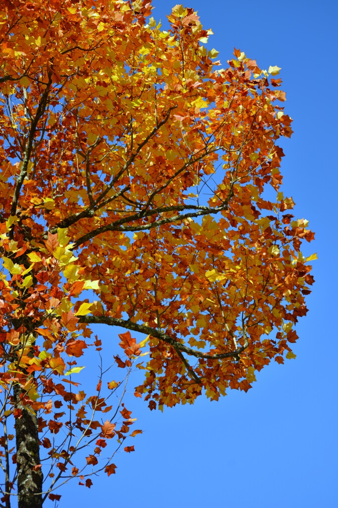 秋ですねえ~　②。。。！