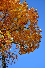 秋ですねえ~　②。。。！