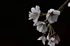 雨に咲く　①。。。！